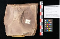 Foto (Objekt + Etikett) von Quercus palaeoilex Ettingshausen (NHMW-GEO-2024-0188-0813)